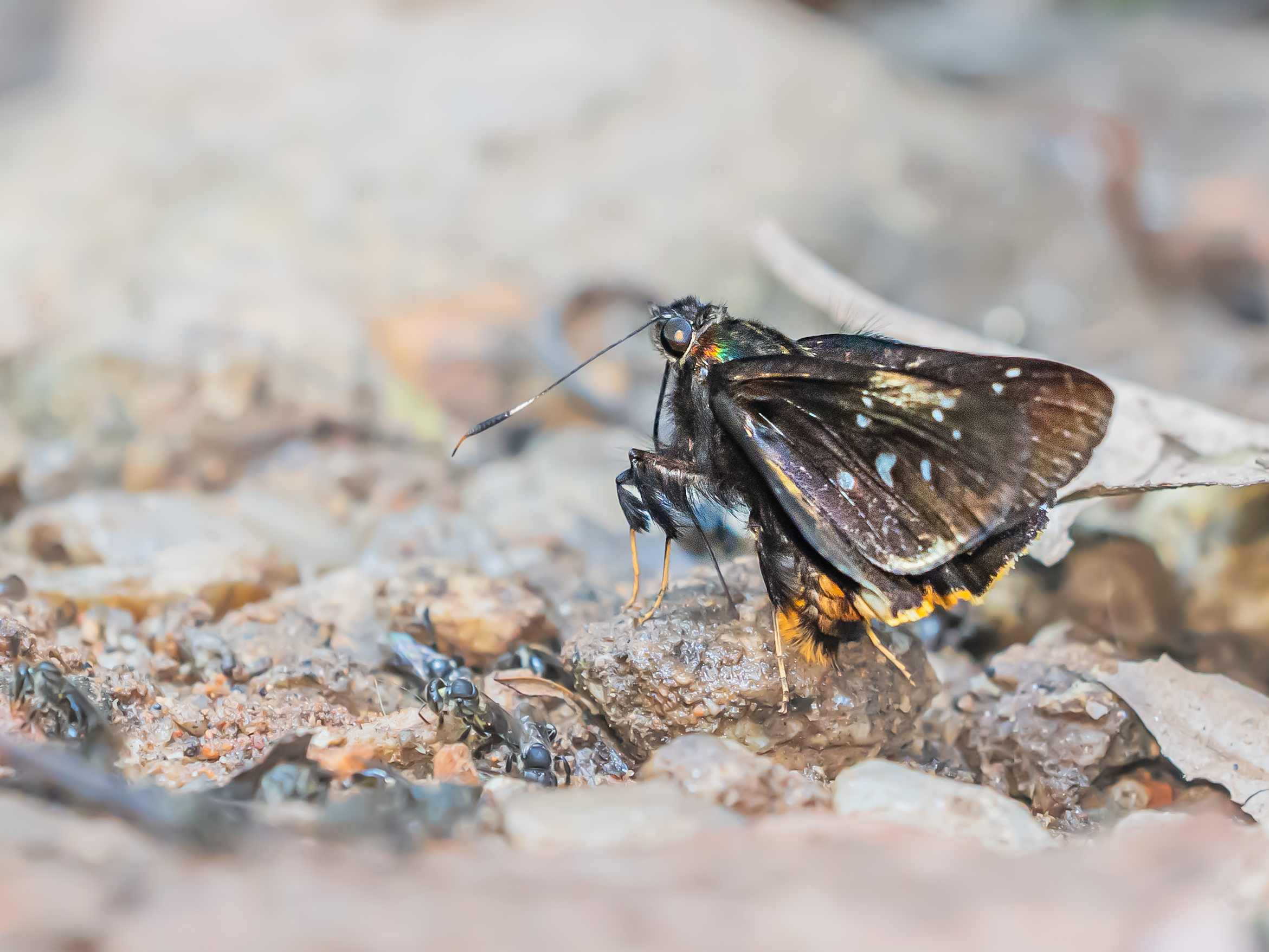 クマバチセセリ-Creteus cyrina