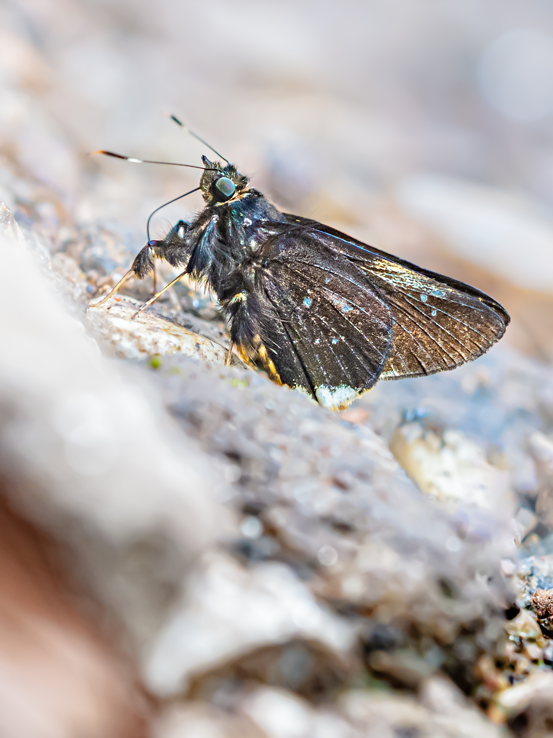 クマバチセセリ-Creteus cyrina