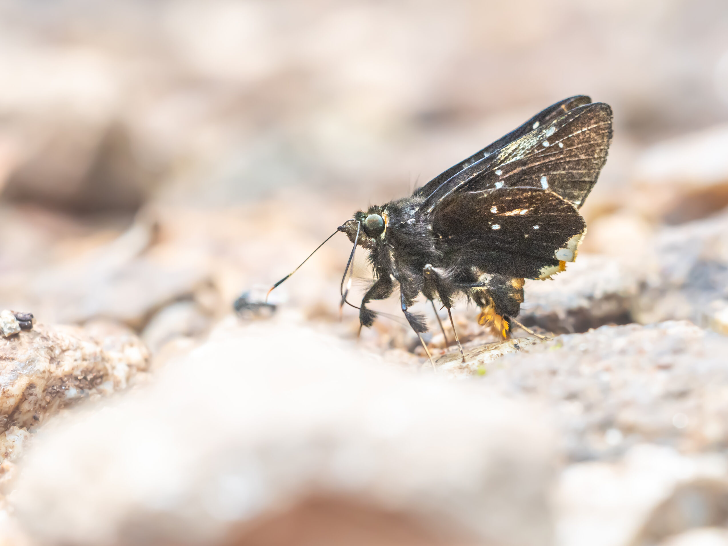 クマバチセセリ-Creteus cyrina