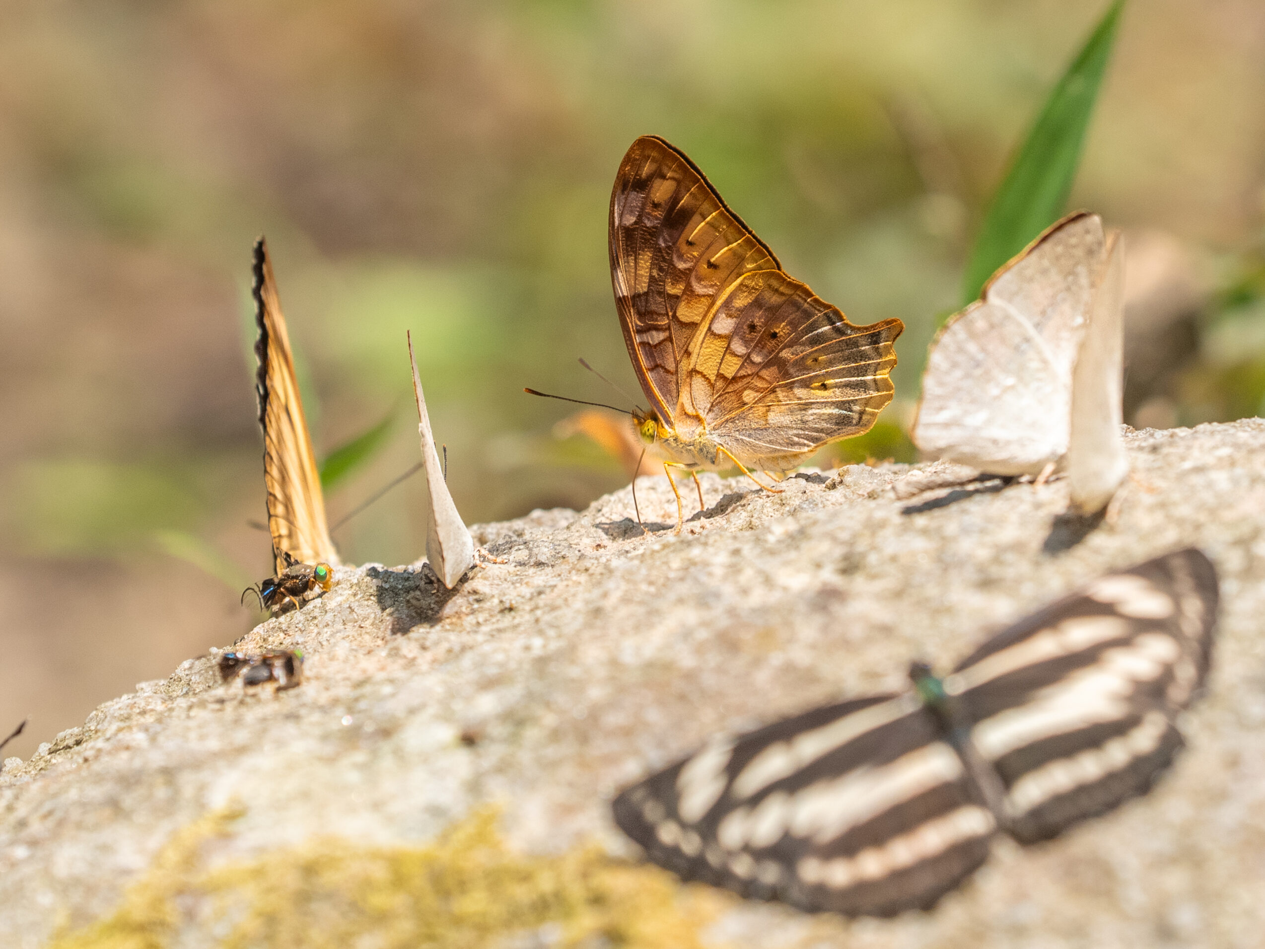 オナガタテハ-Vagrans egista