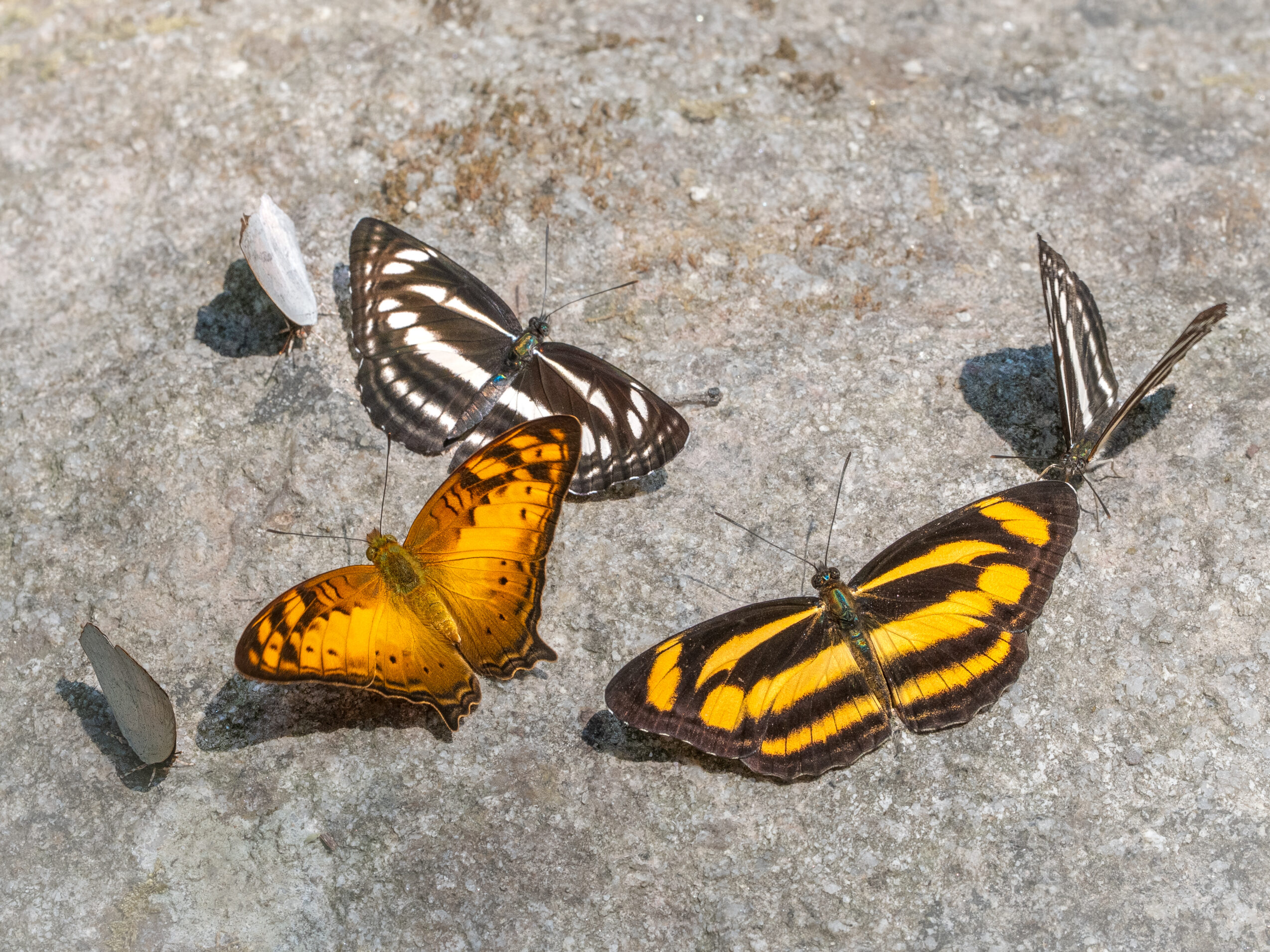 オナガタテハ-Vagrans egista