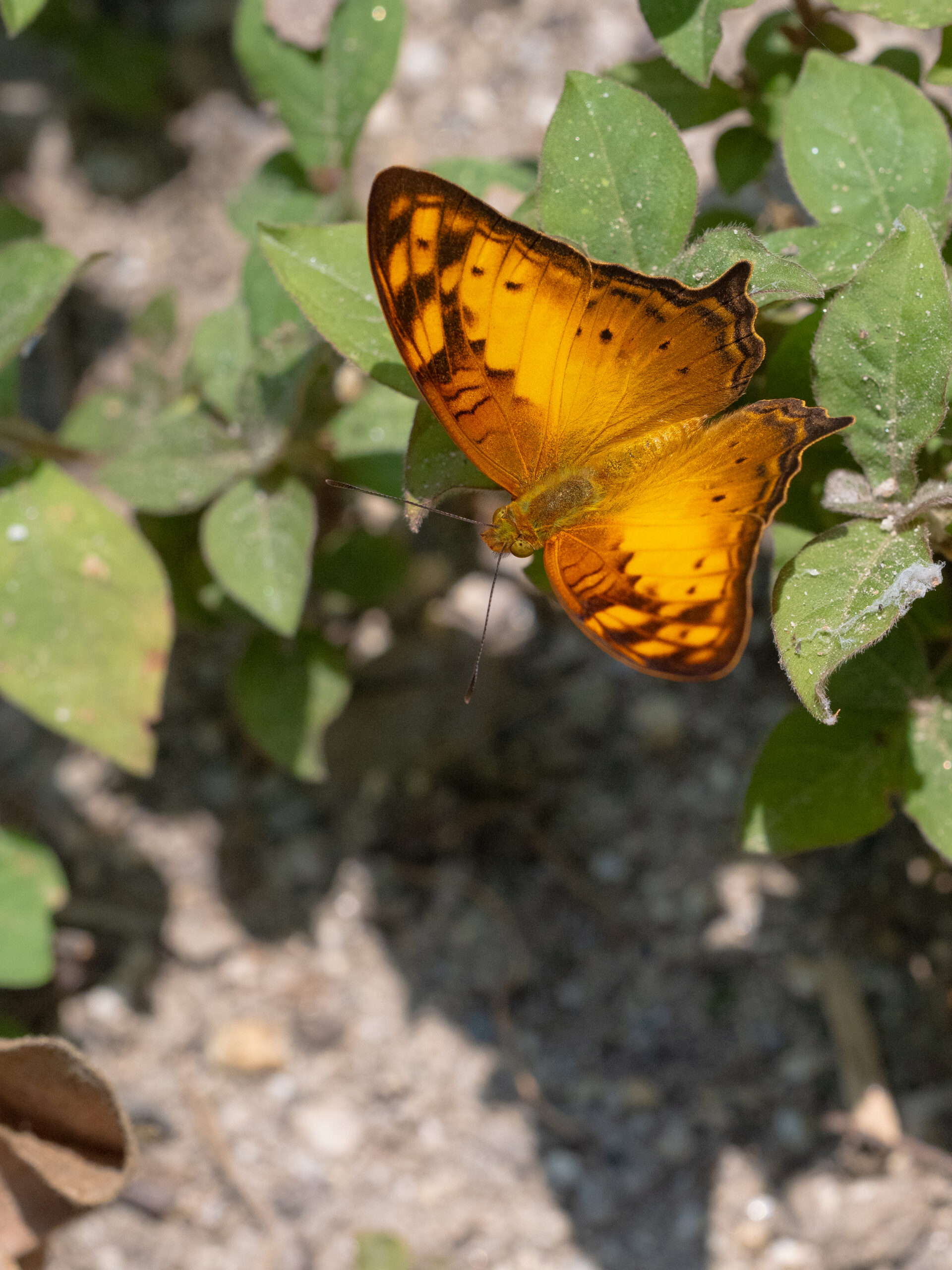 オナガタテハ-Vagrans egista