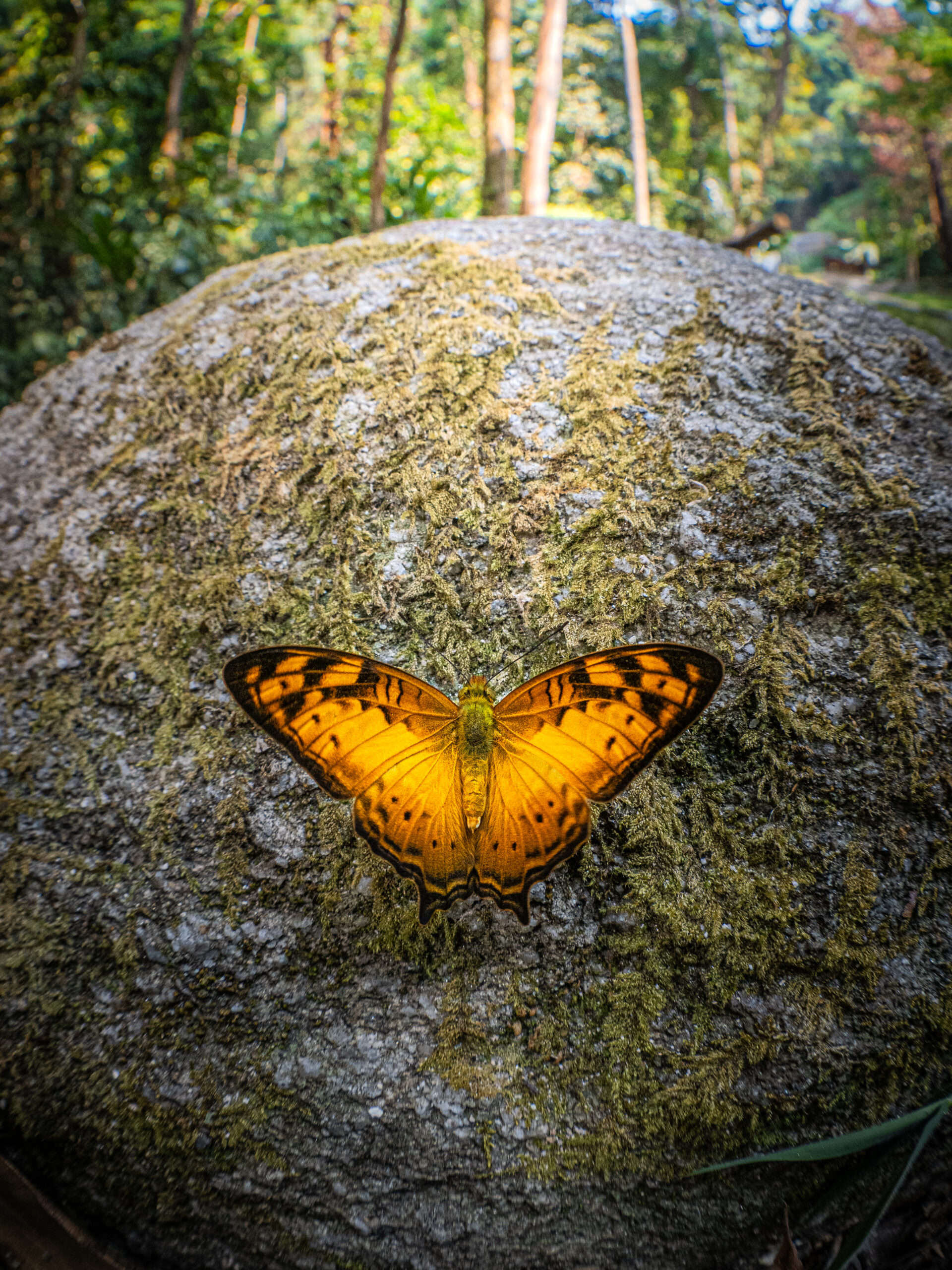 オナガタテハ-Vagrans egista