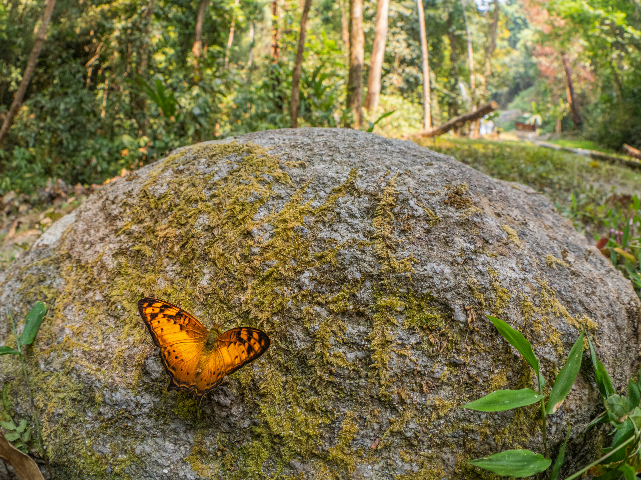 オナガタテハ-Vagrans egista