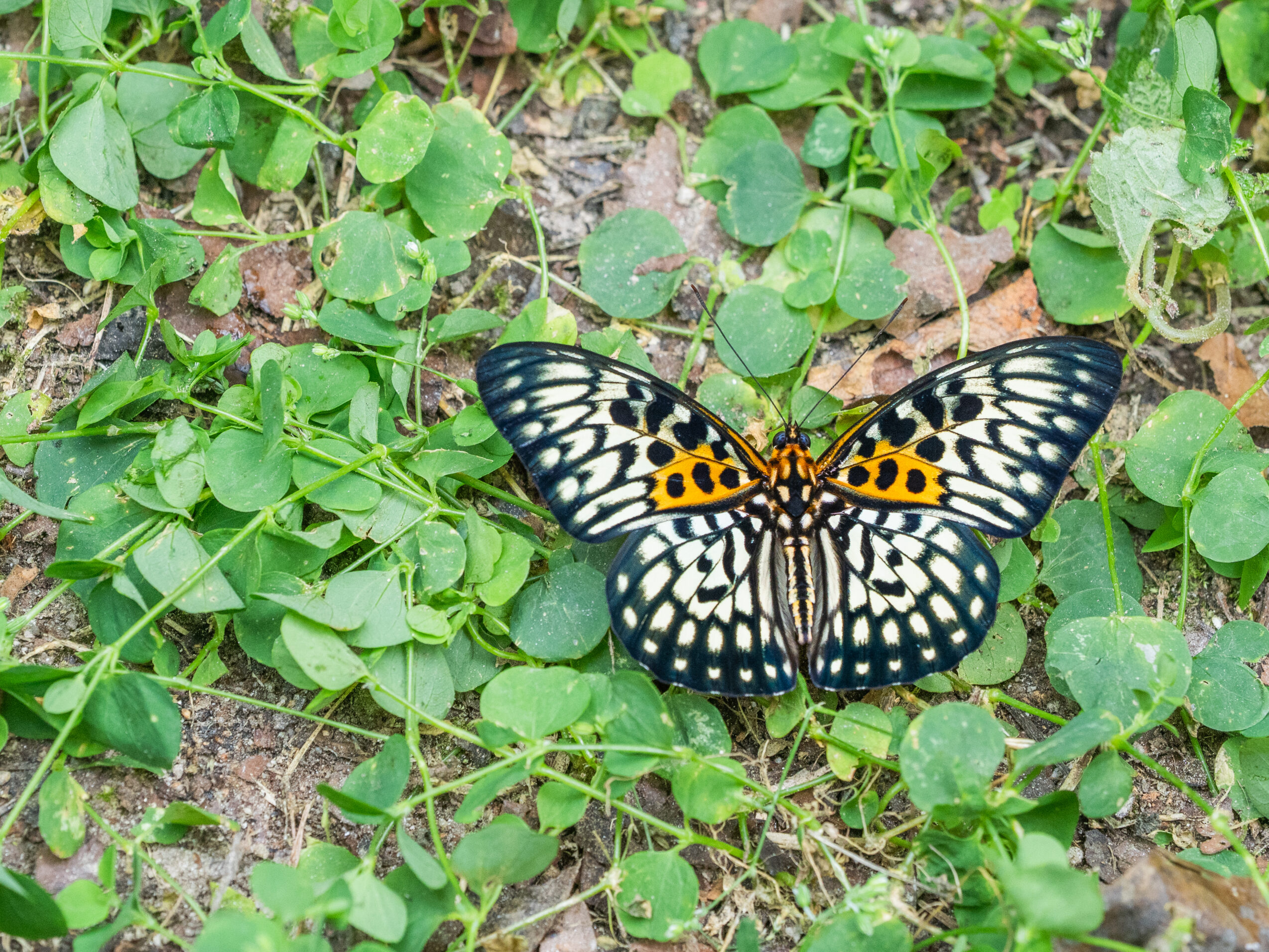 テンジクゴマダラ-Neurosigma siva