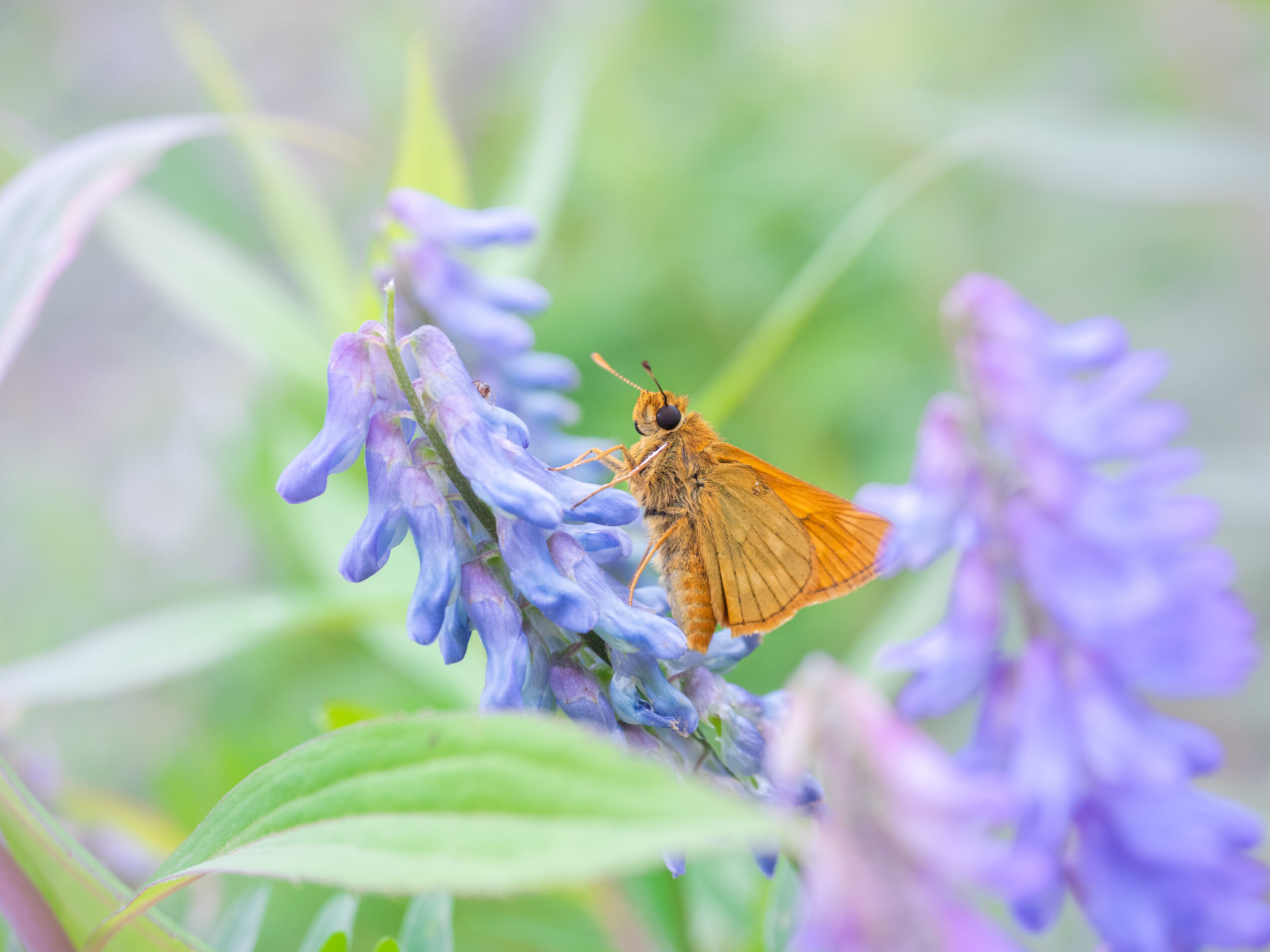 クサフジとコキマダラセセリ
