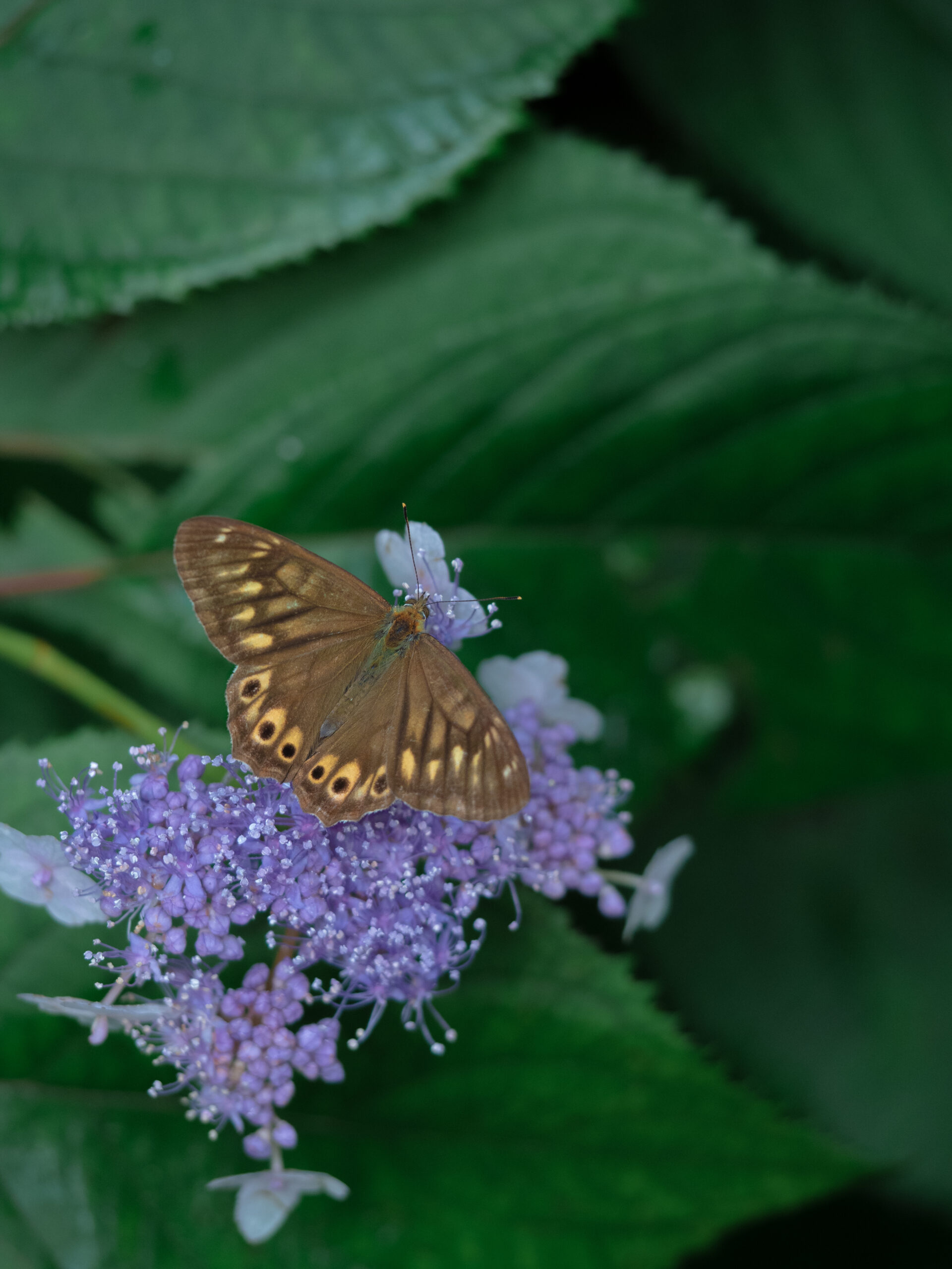 紫陽花にとまるヒメキマダラヒカゲ