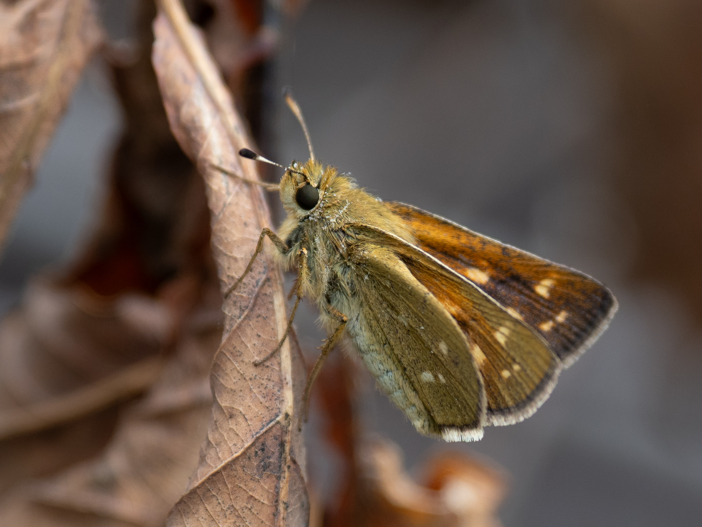 アカセセリの♀