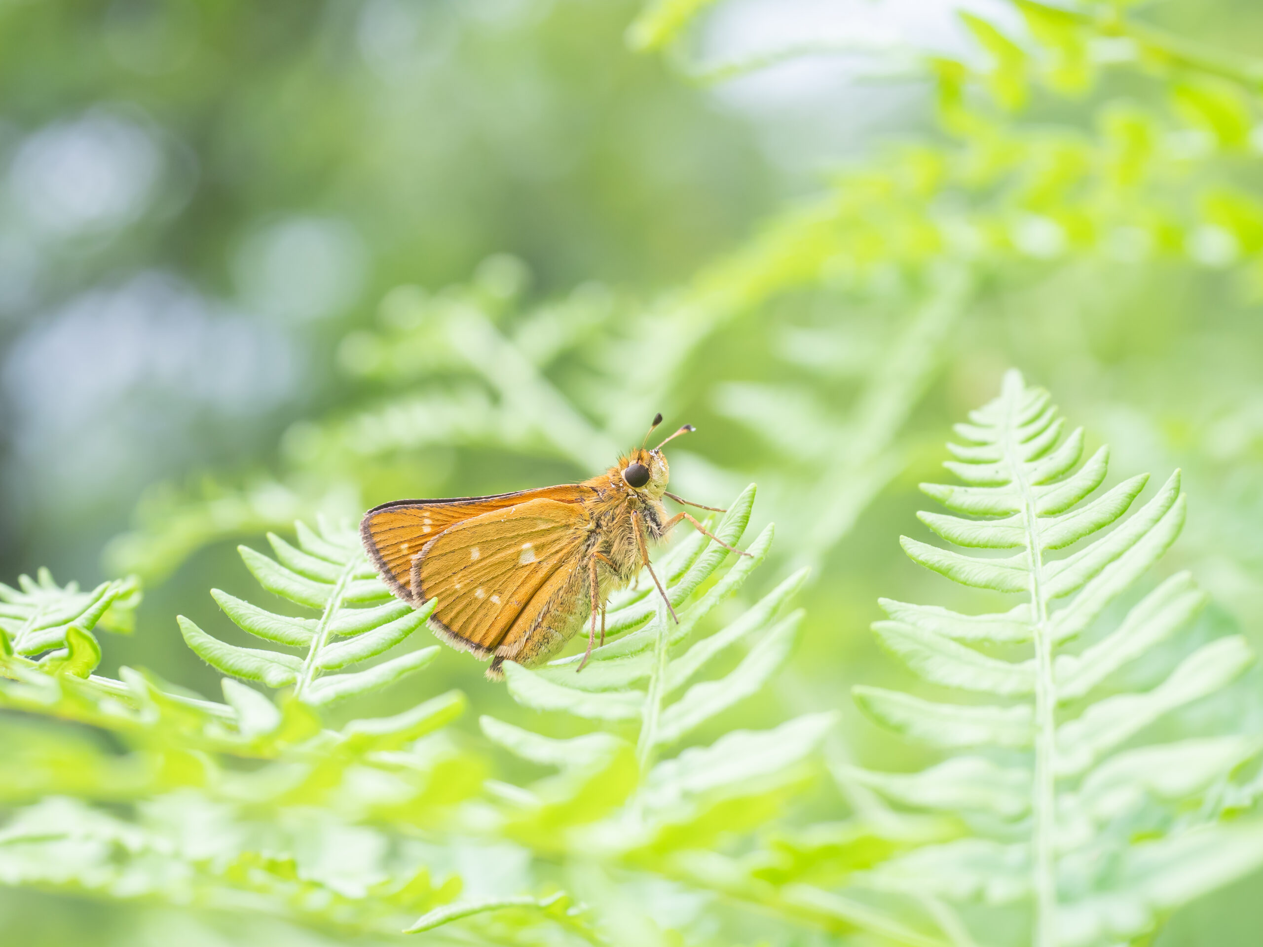 アカセセリ
