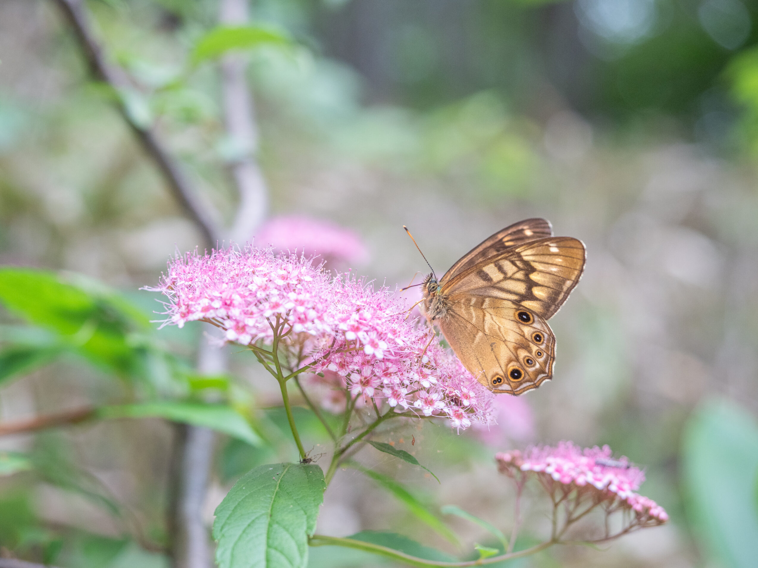 シモツケで吸蜜するヒメキマダラヒカゲ