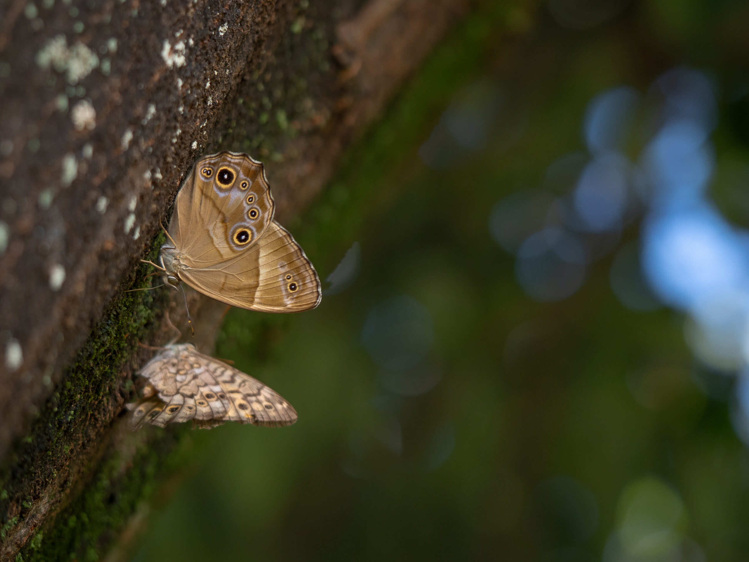 Lethe sicelis