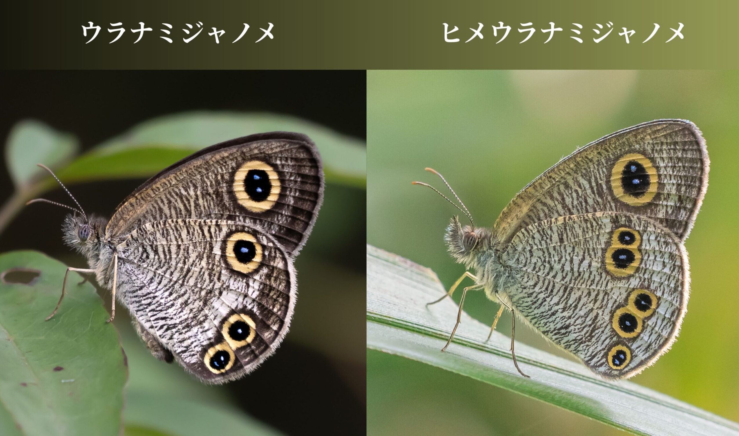 ウラナミジャノメとヒメウラナミジャノメの違い