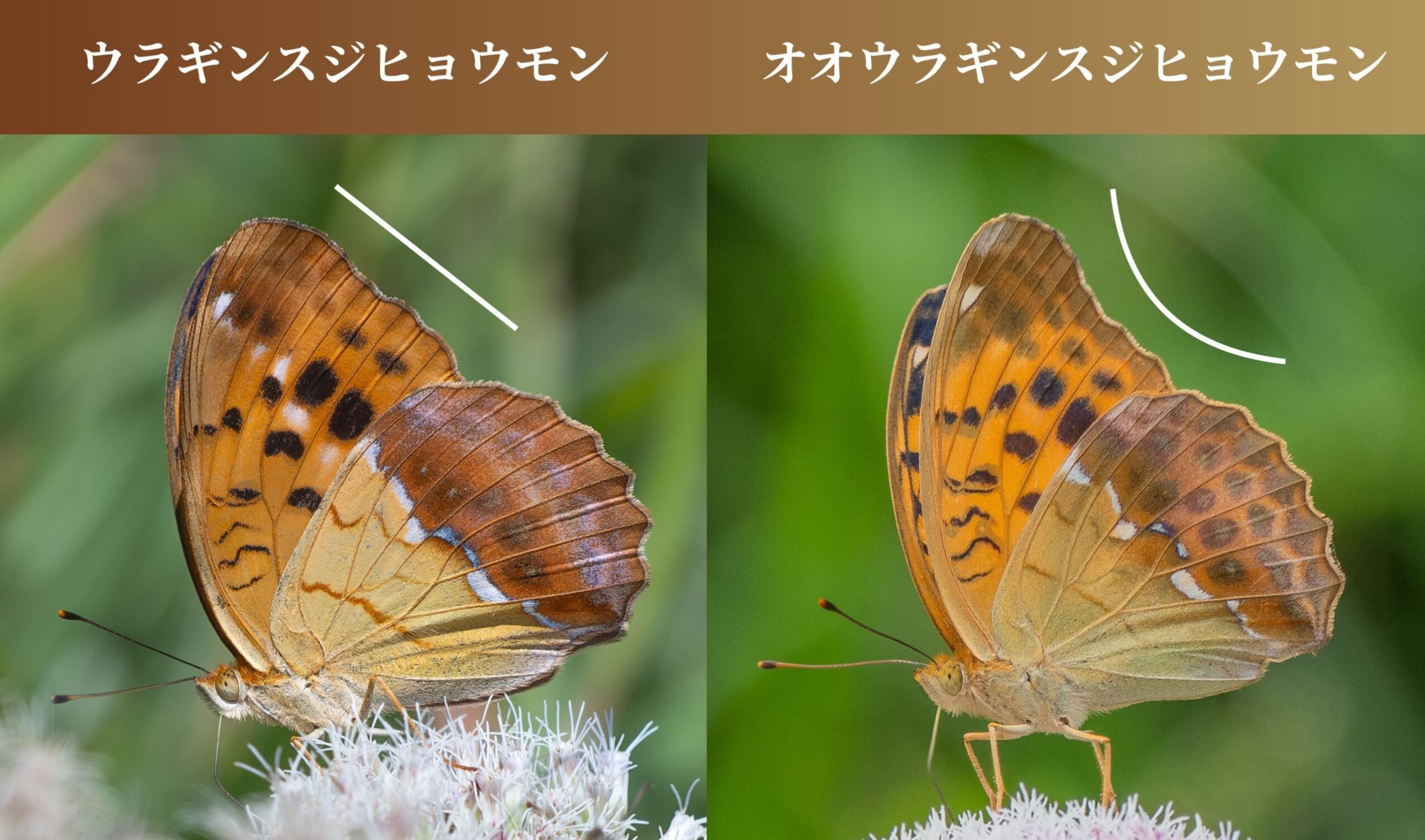 ウラギンスジヒョウモンとオオウラギンスジヒョウモンの簡単な見分け方と違い