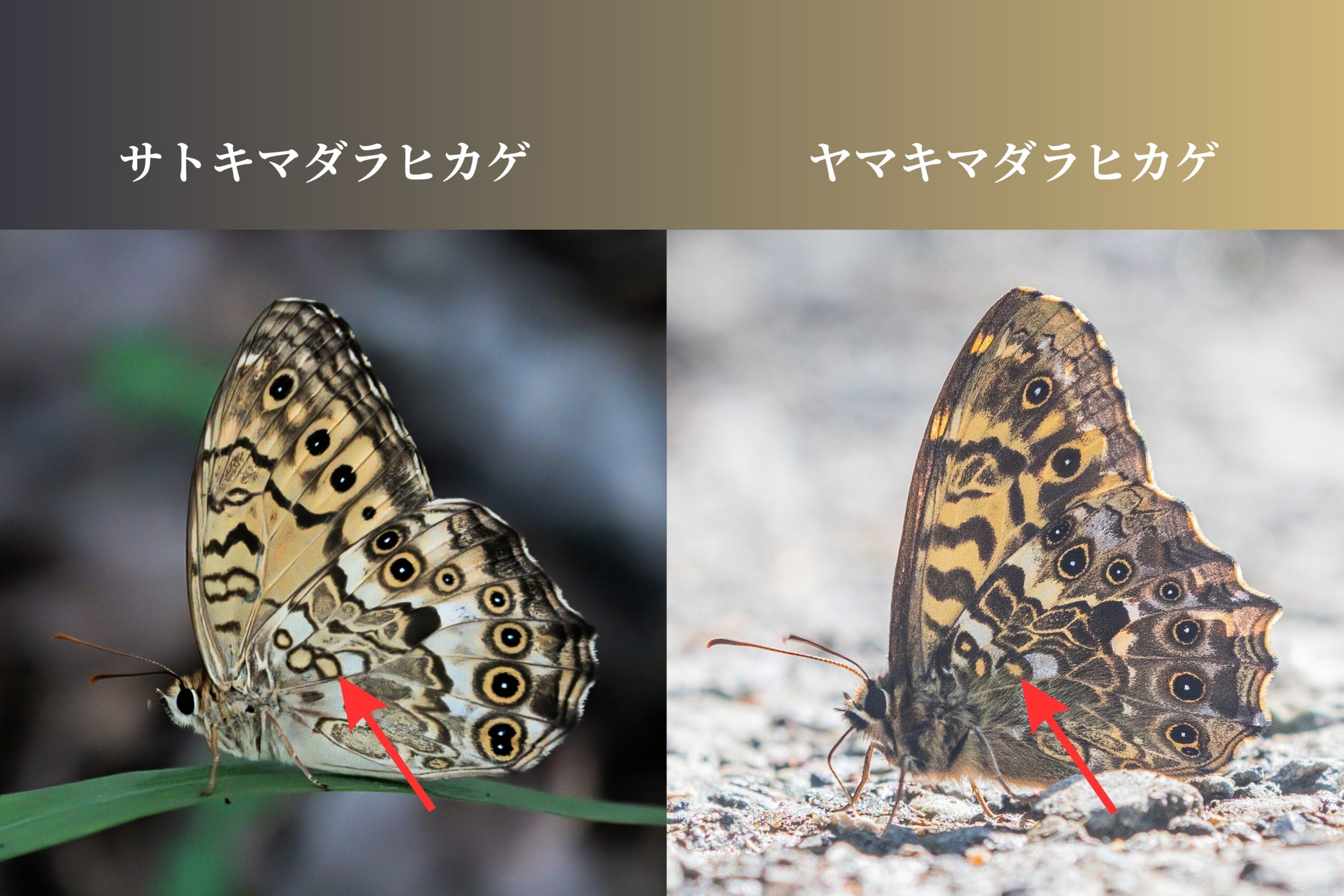 サトキマダラヒカゲとヤマキマダラヒカゲの簡単な見分け方と違い