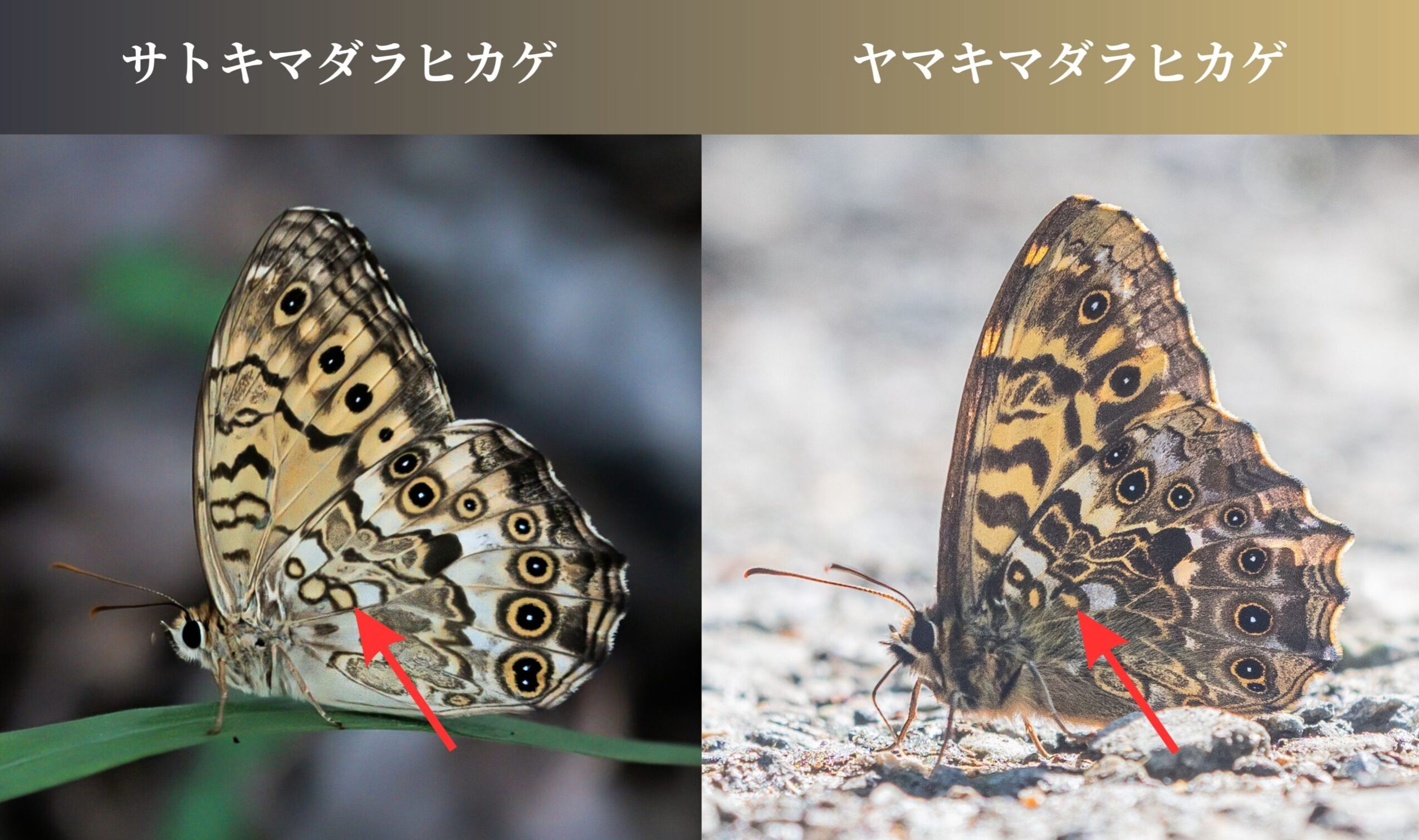 サトキマダラヒカゲとヤマキマダラヒカゲの簡単な見分け方と違い