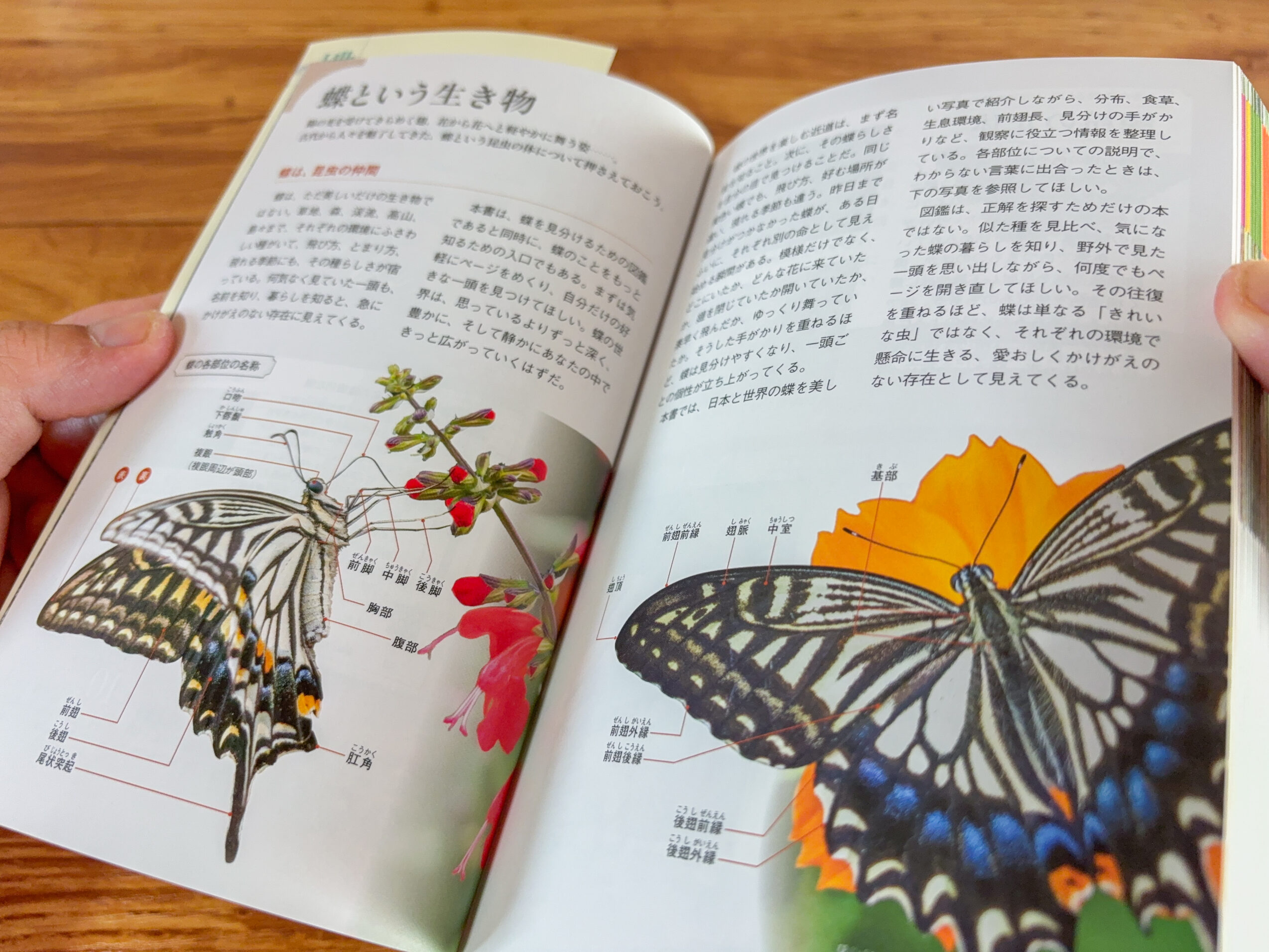 日本と世界の蝶図鑑 巻頭