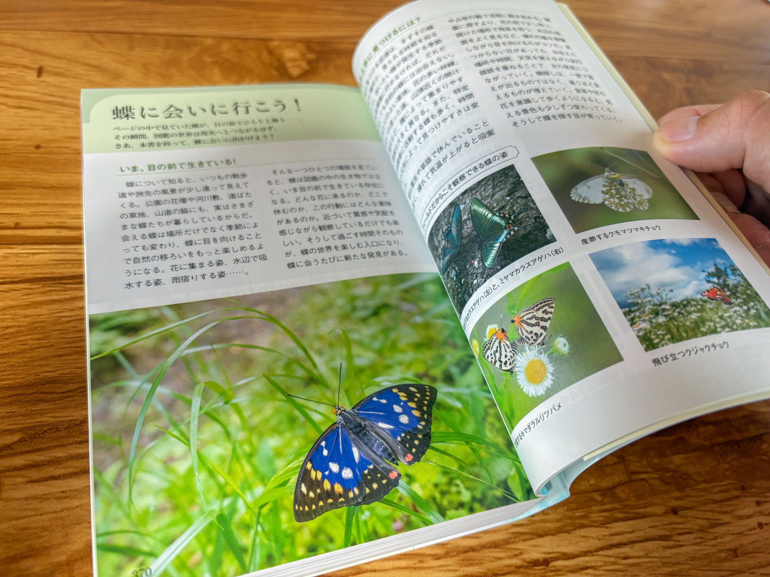 日本と世界の蝶図鑑 巻末