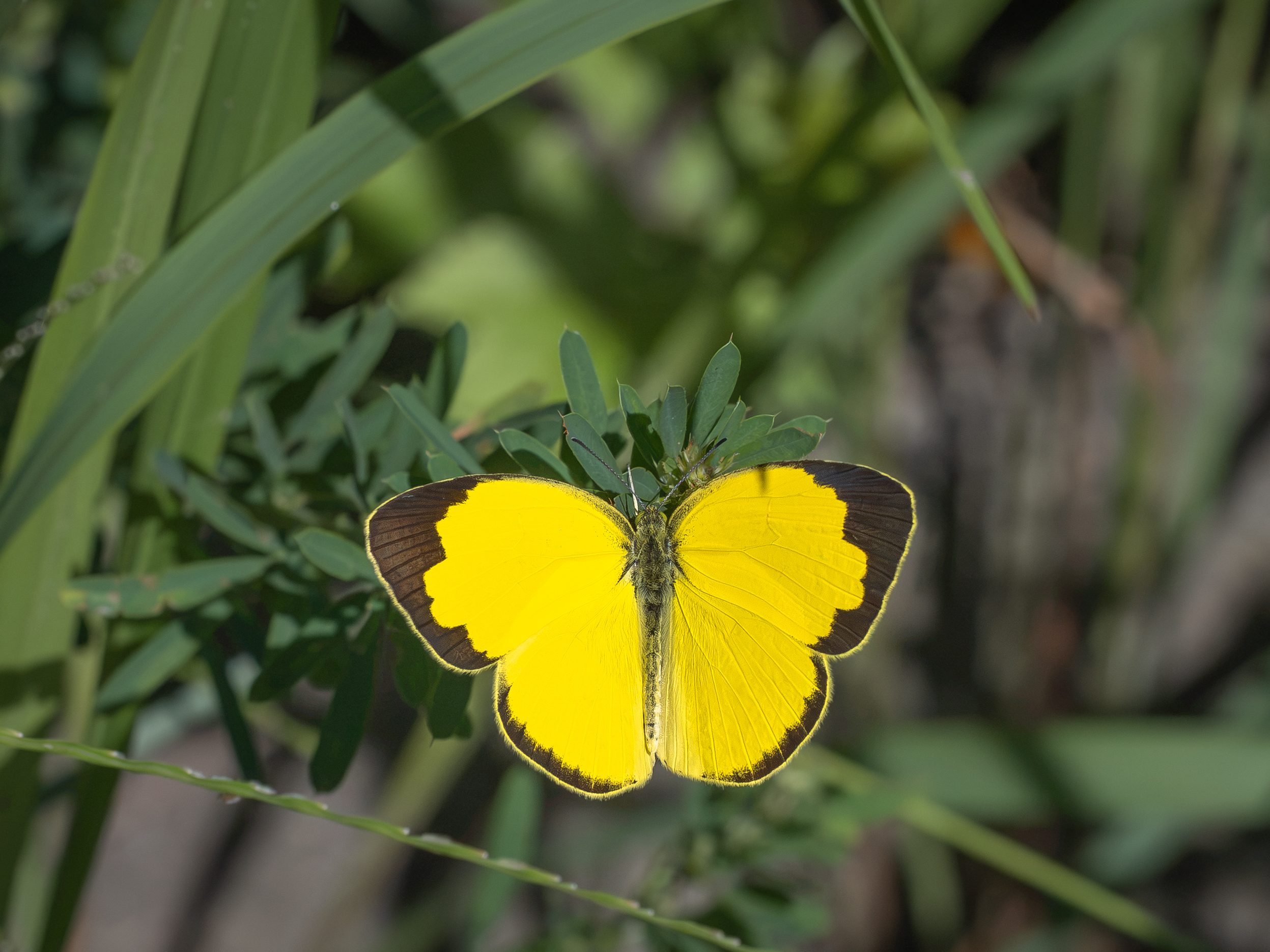 飛び立つキタキチョウ夏型
