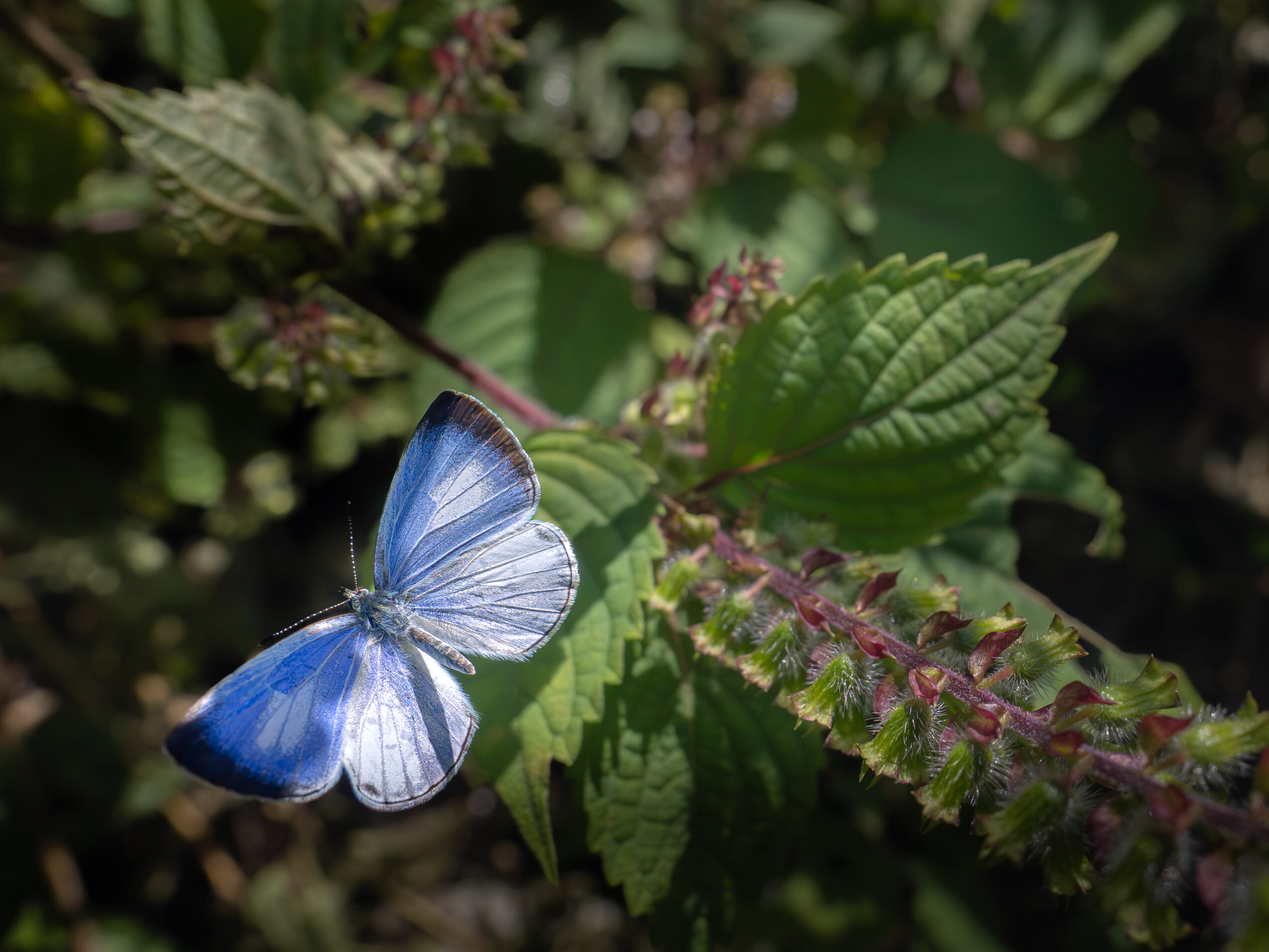 Udara albocaerulea