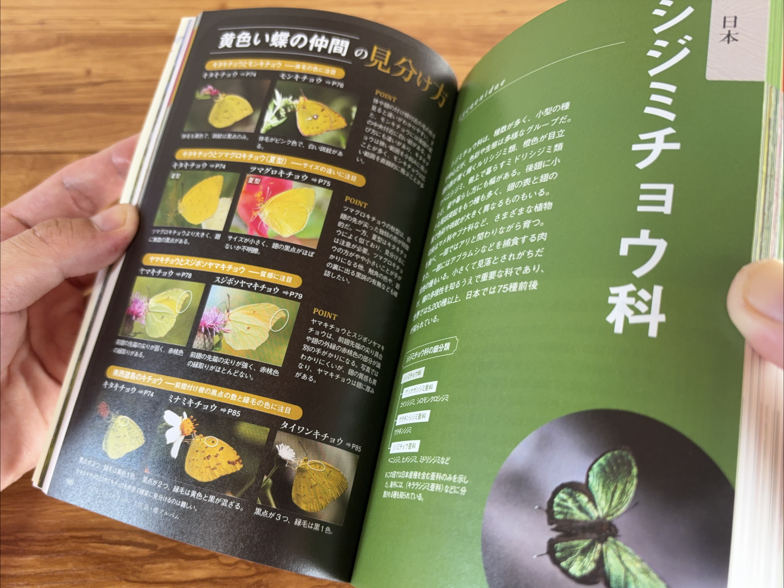 日本と世界の蝶図鑑 日本文芸社の紹介