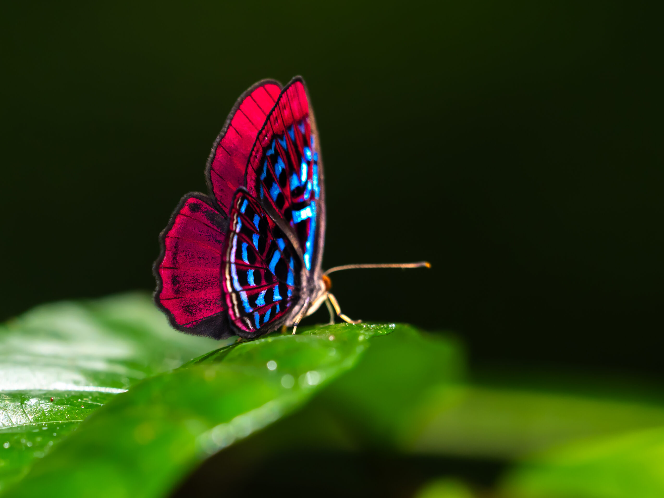マレーホウセキシジミタテハ-Paralaxita damajanti