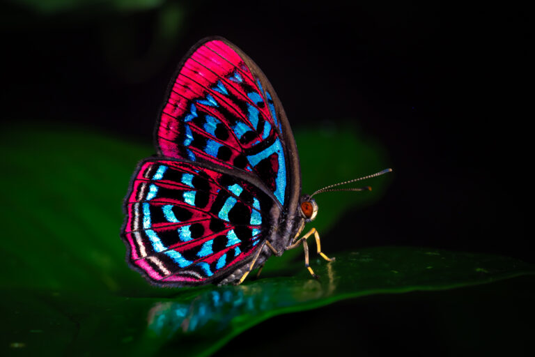 マレーホウセキシジミタテハ-Paralaxita damajanti - 蝶と見る世界
