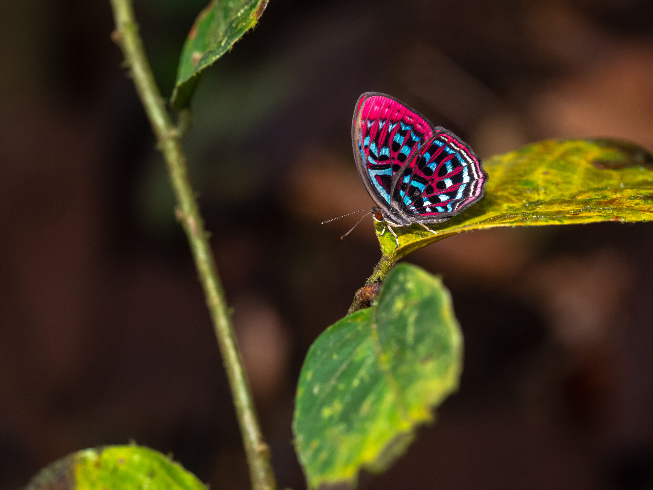 マレーホウセキシジミタテハ-Paralaxita damajanti