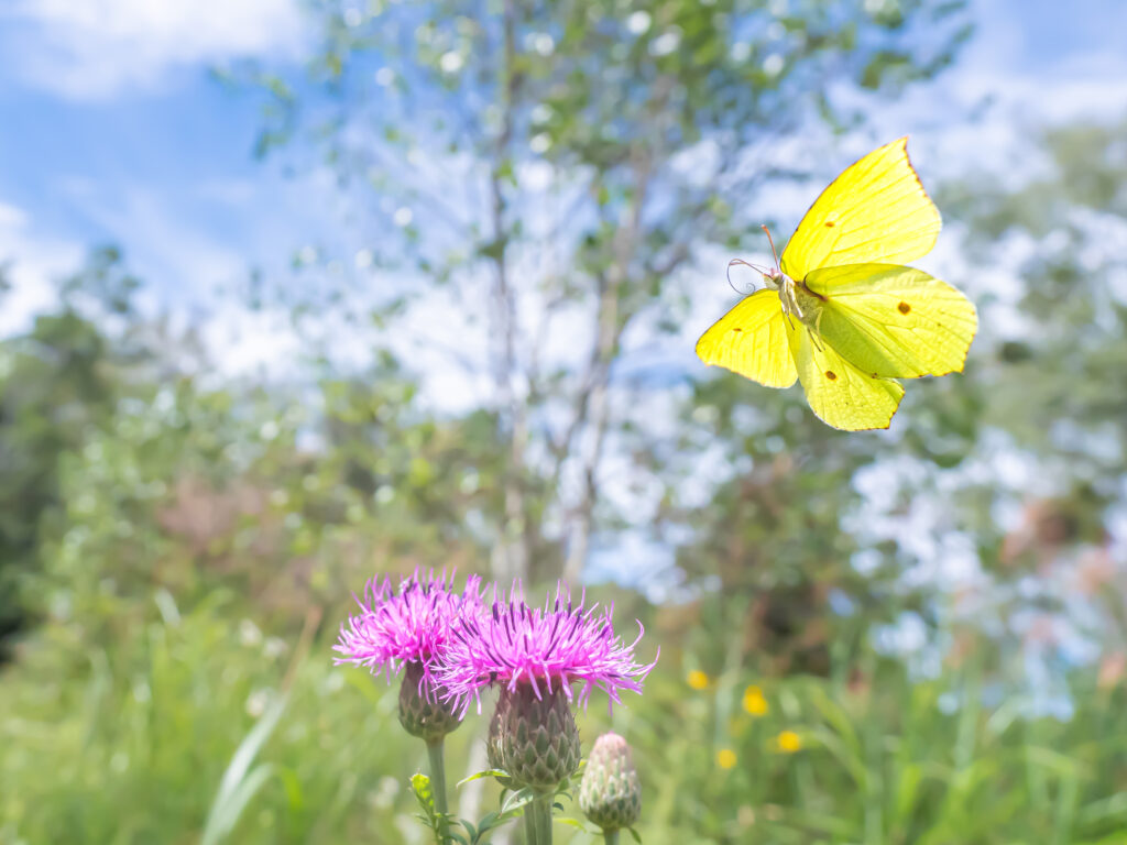 ヤマキチョウ/Gonepteryx maxima