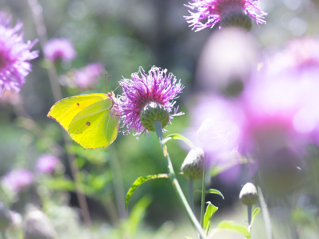 ヤマキチョウ/Gonepteryx maxima