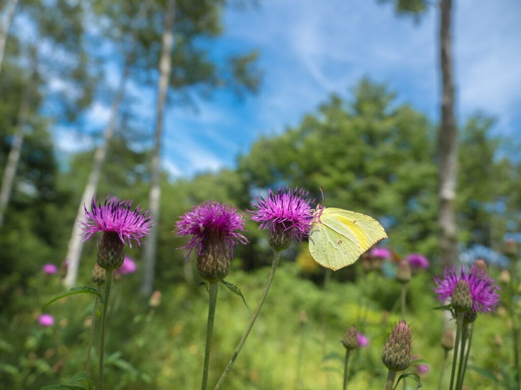 ヤマキチョウ/Gonepteryx maxima