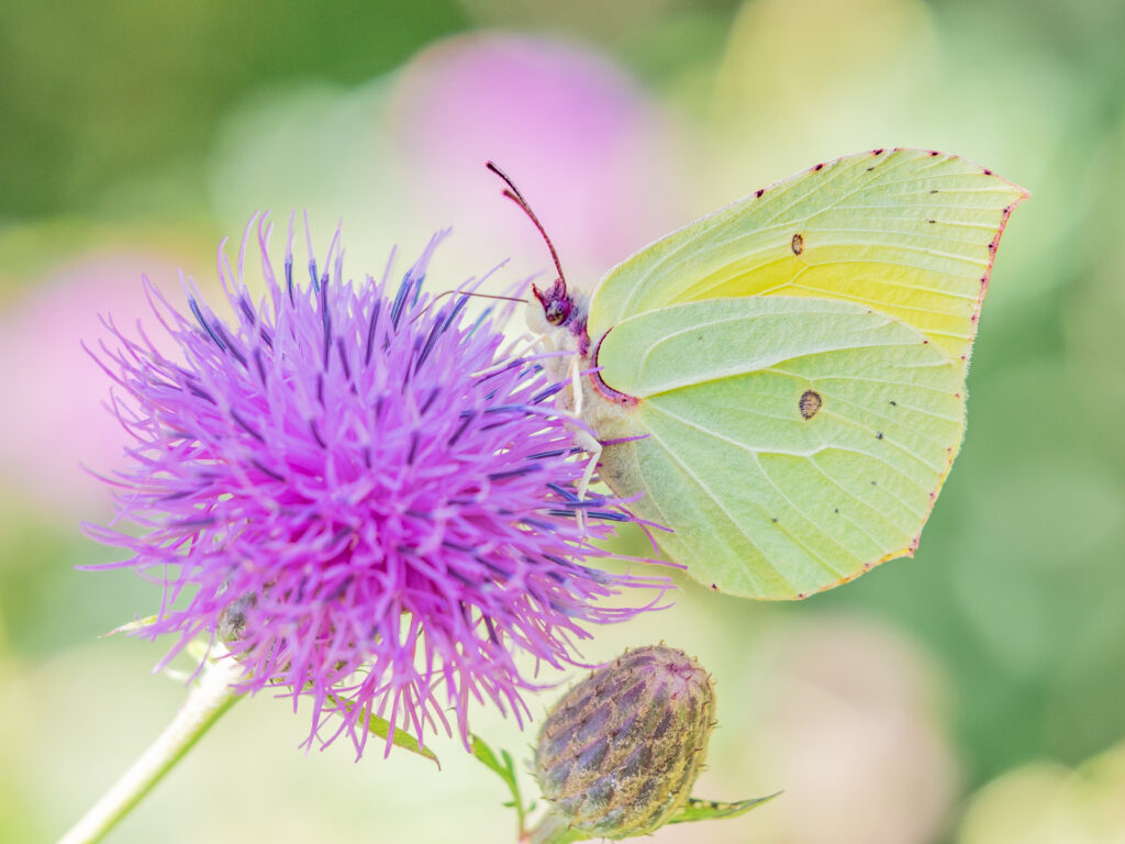 ヤマキチョウ/Gonepteryx maxima