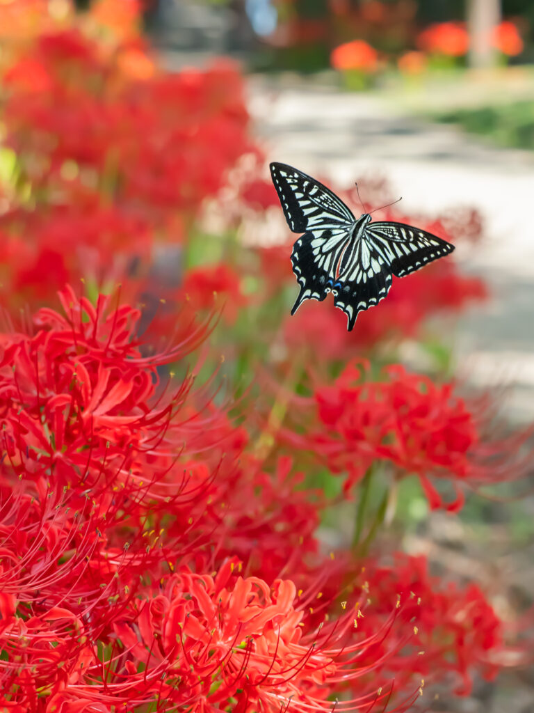 ナミアゲハ-Papilio xuthus