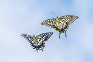 ナミアゲハ-Papilio xuthus