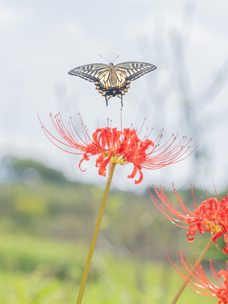 ナミアゲハ-Papilio xuthus