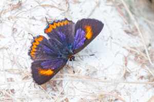 Heliophorus epicles-Purple Sapphire-アカモンウラフチシジミ