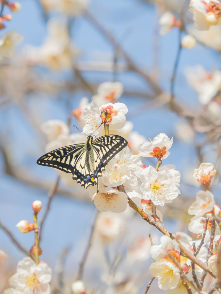 ナミアゲハ-Papilio xuthus