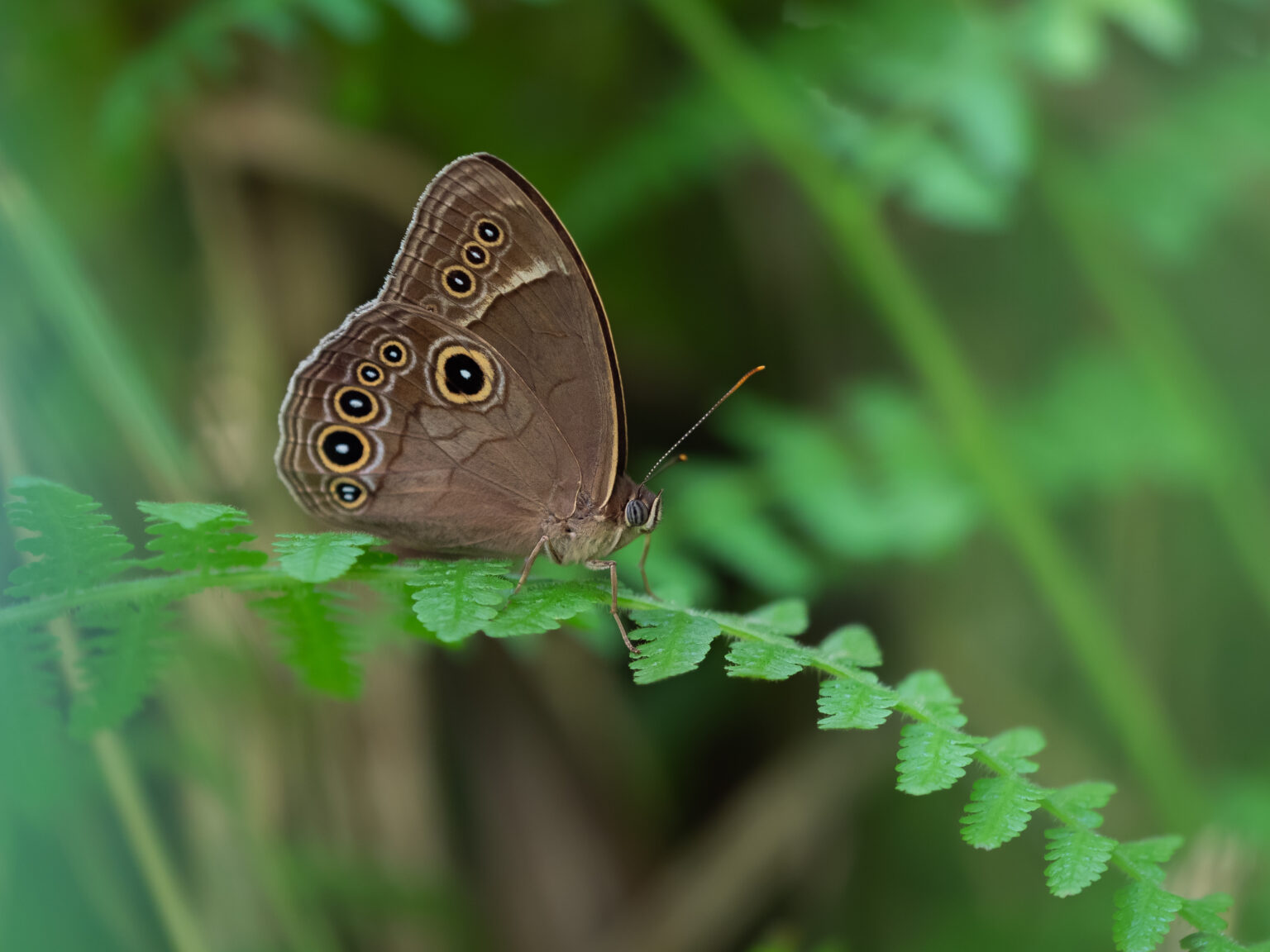 Lethe marginalis