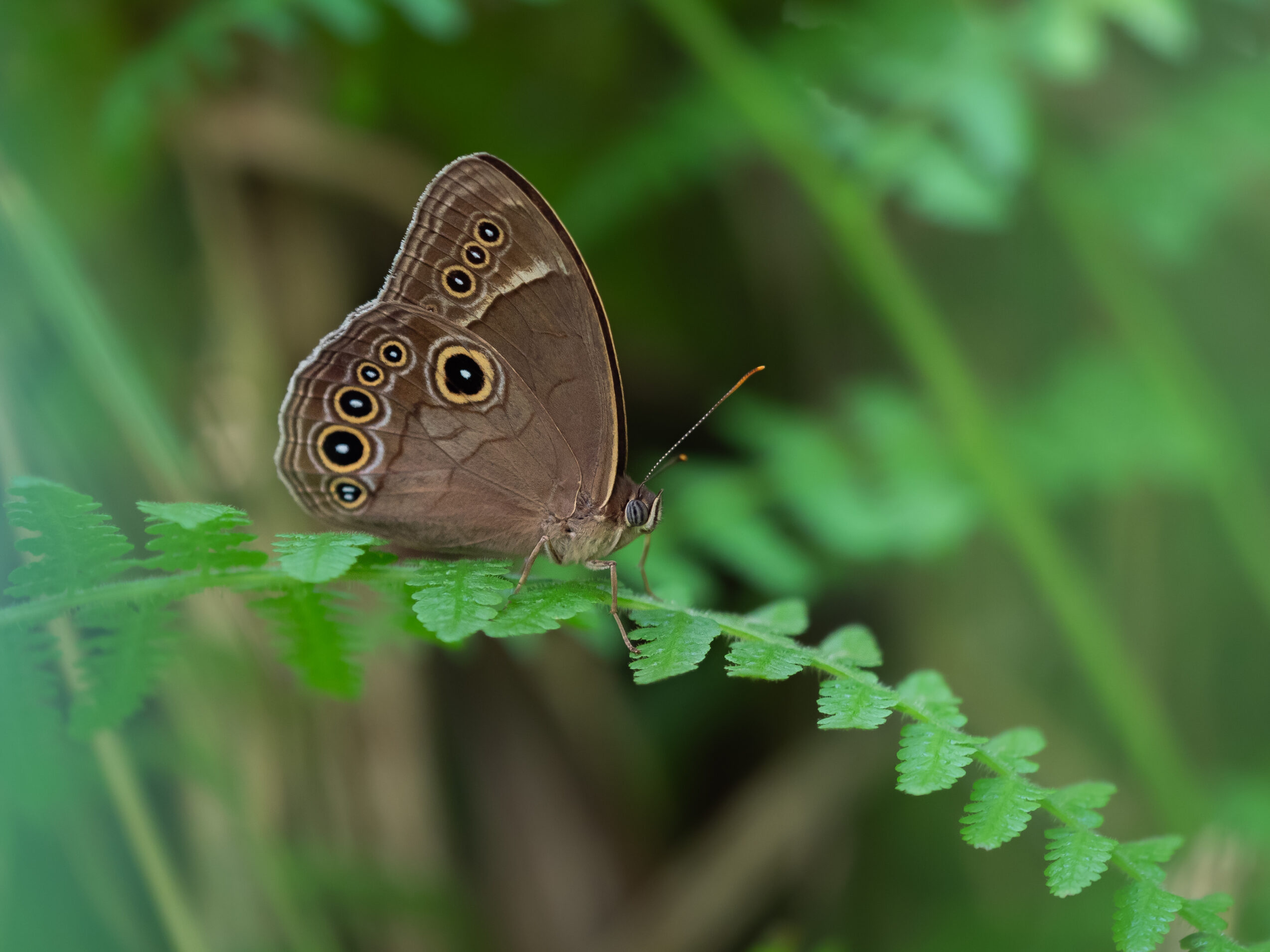 Lethe marginalis