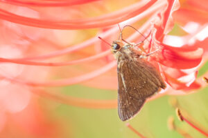 チャバネセセリ-pelopidas-mathias