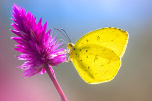 キタキチョウ-Eurema mandarina