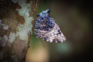 ルリオビヤイロタテハ- Prothoe franck