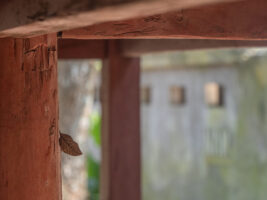 コノハチョウ-Kallima inachus