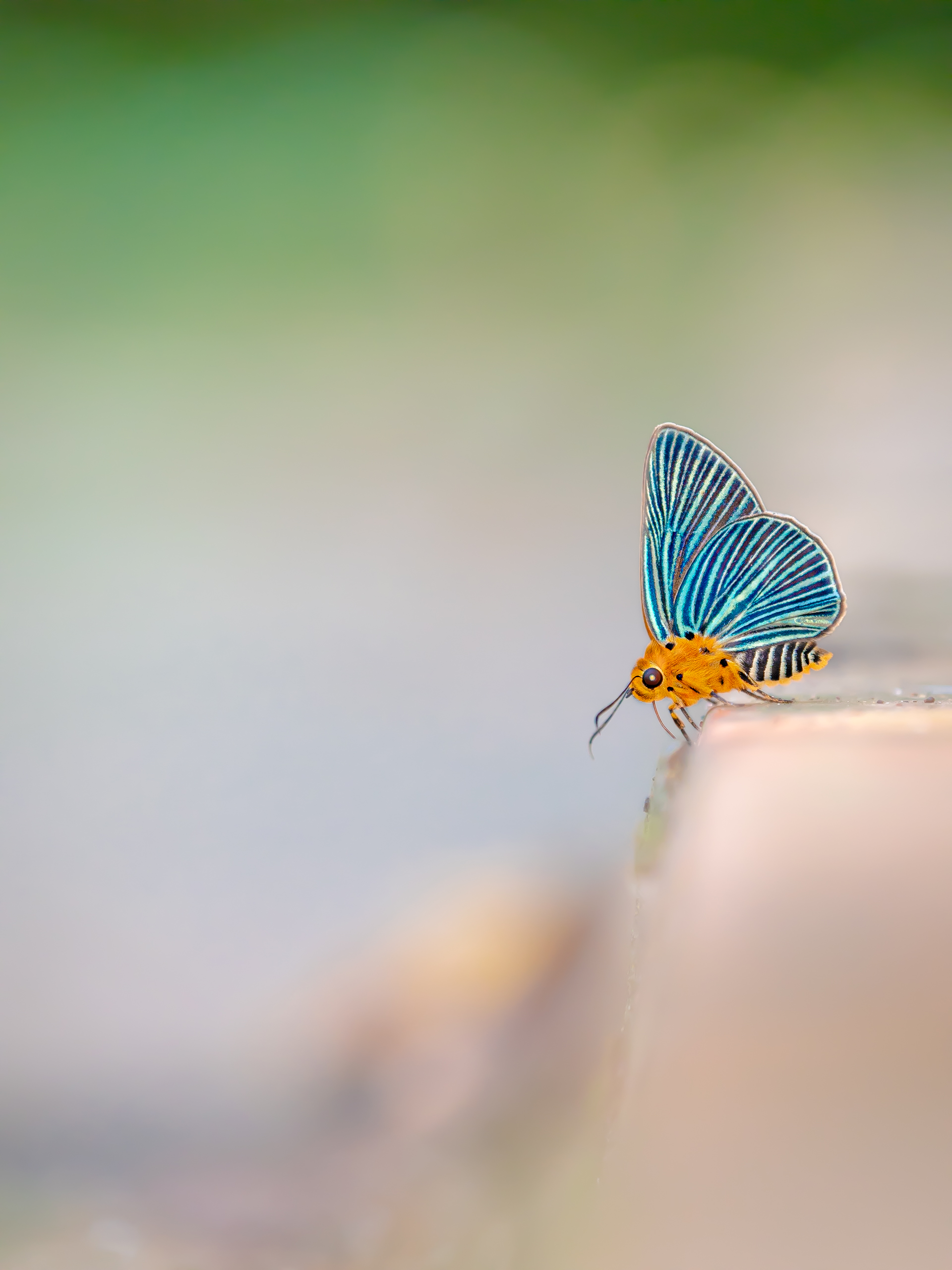 ヒメヒスイキバネセセリ-Burara amara