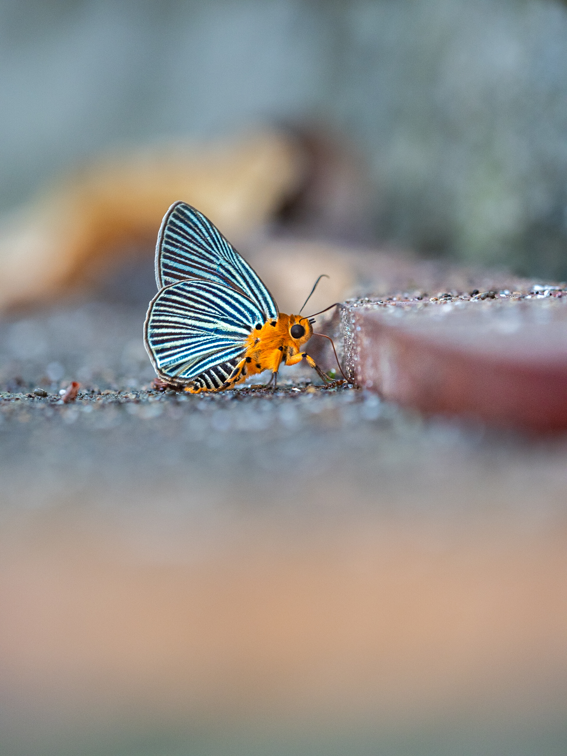 ヒメヒスイキバネセセリ-Burara amara