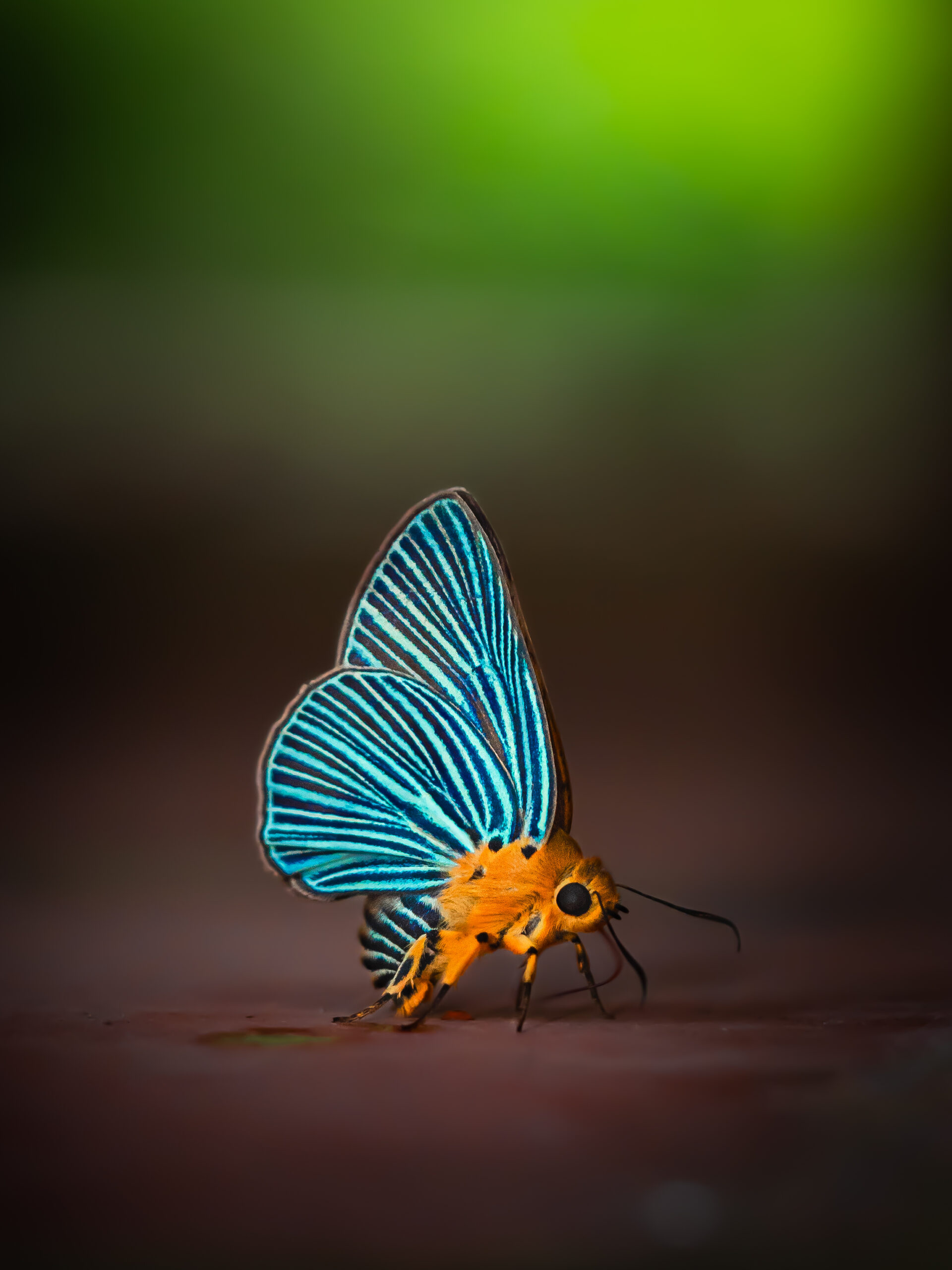 ヒメヒスイキバネセセリ-Burara amara