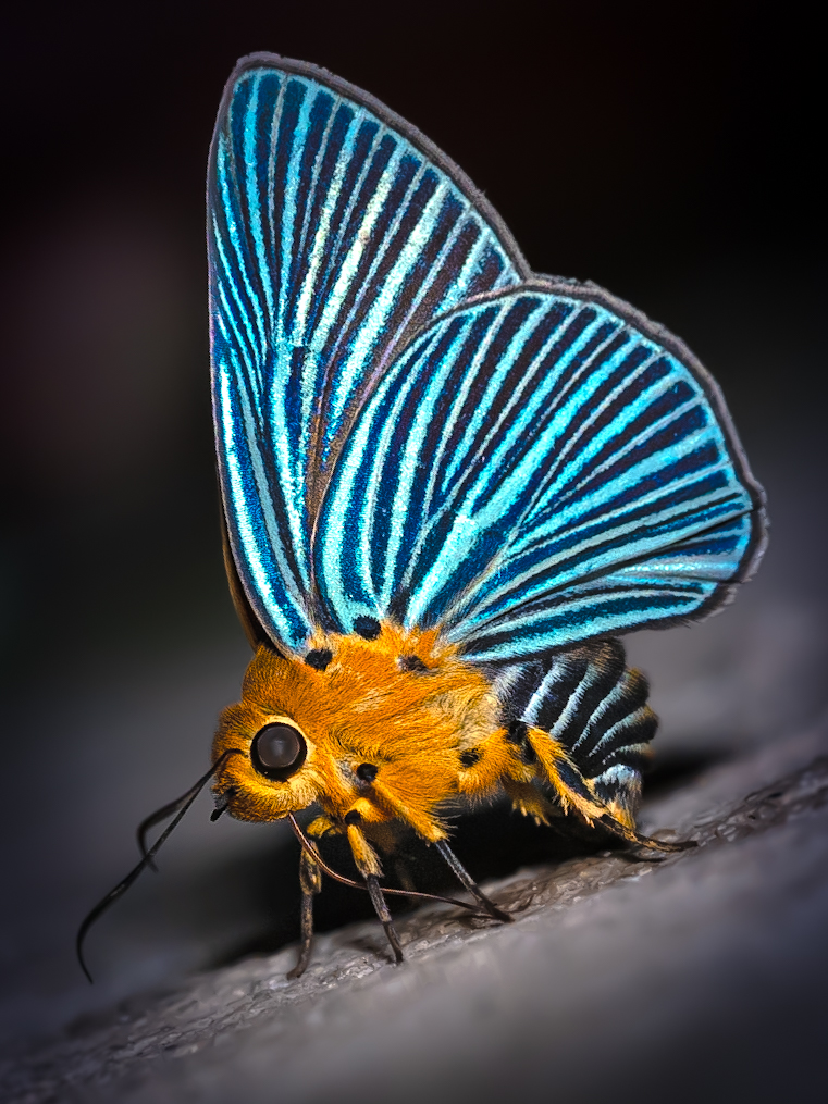 ヒメヒスイキバネセセリ-Burara amara