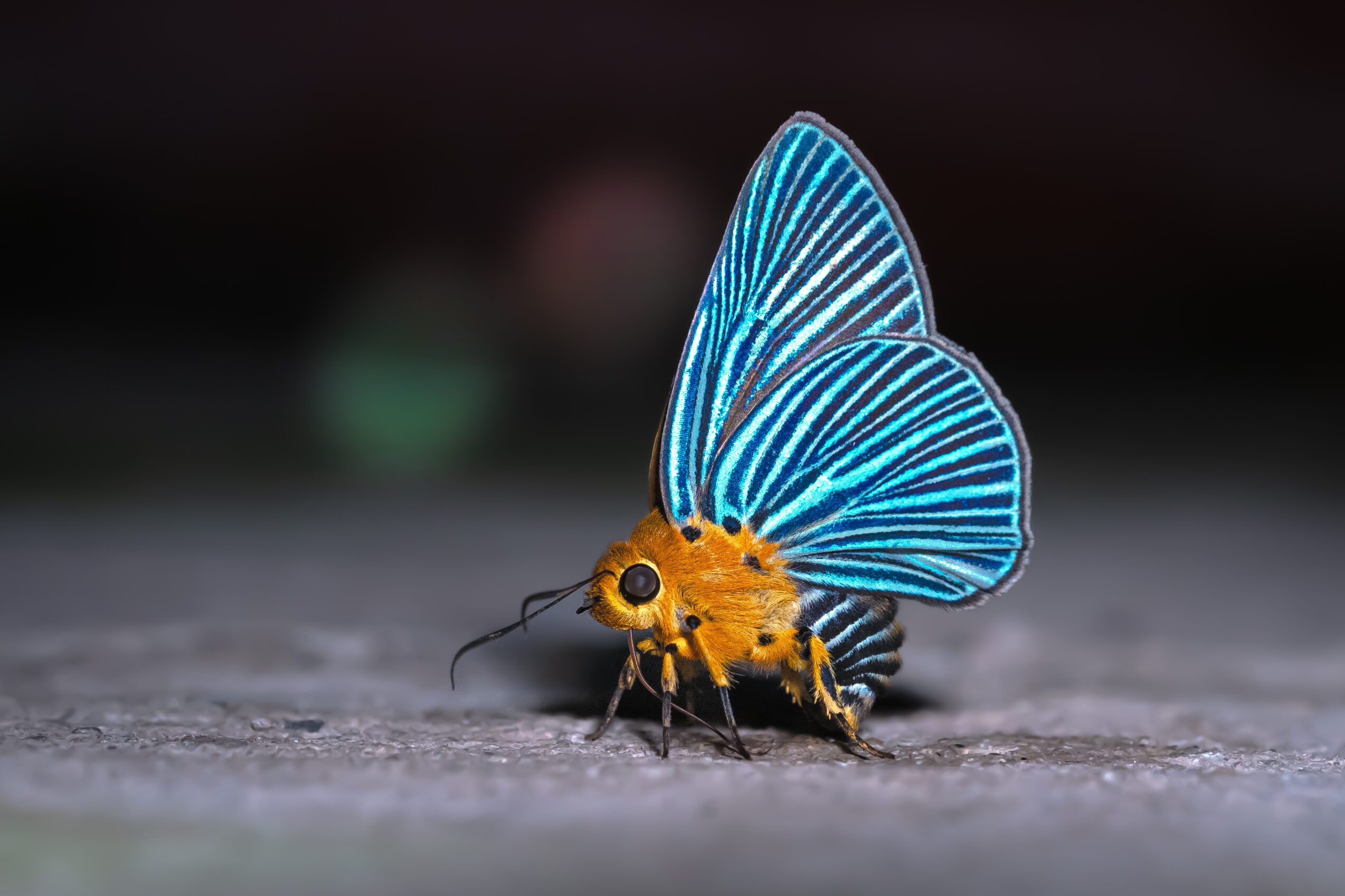 ヒメヒスイキバネセセリ-Burara amara