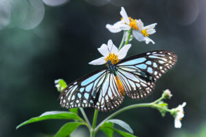 タイワンアサギマダラ-Parantica melaneus