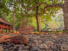 コノハチョウ-Kallima inachus