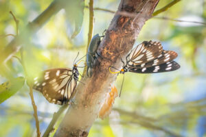 ゴマダラチョウ-Hestina persimilis
